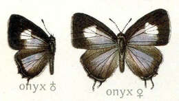 Image of Horaga onyx (Moore (1858))