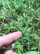 Image of Woolly Rosette Grass