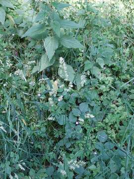 صورة Dactylis glomerata subsp. lobata (Drejer) H. Lindb.