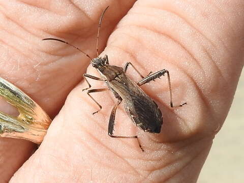 Image of Broad-headed bug