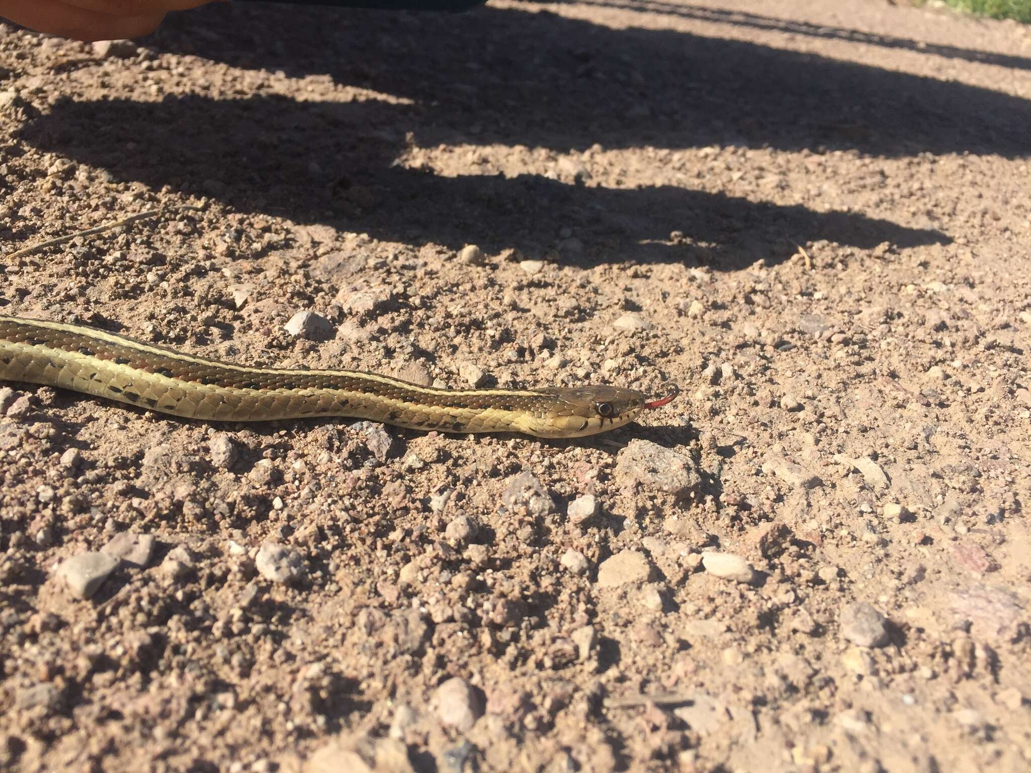 Слика од Thamnophis sirtalis dorsalis (Baird & Girard 1853)