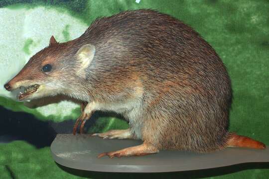 Image of Golden Bandicoot