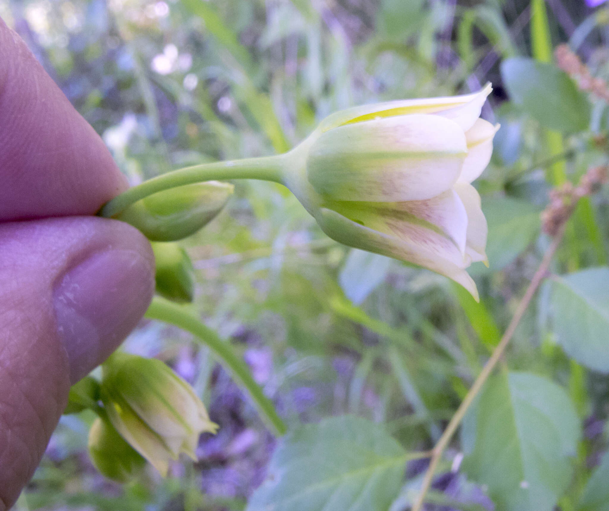 Image of Allium siculum subsp. dioscoridis (Sm.) K. Richt.