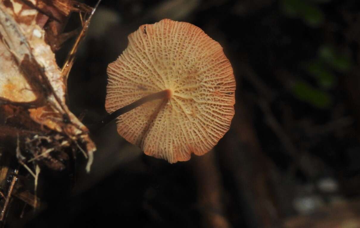 Image of Marasmius cladophyllus Berk. 1856