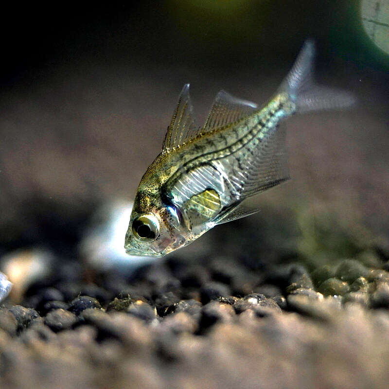 Image of Indian Glassy Fish