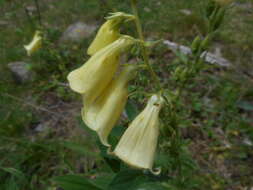 Imagem de Digitalis grandiflora Mill.