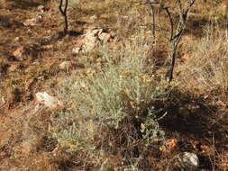 Image of Curry bush