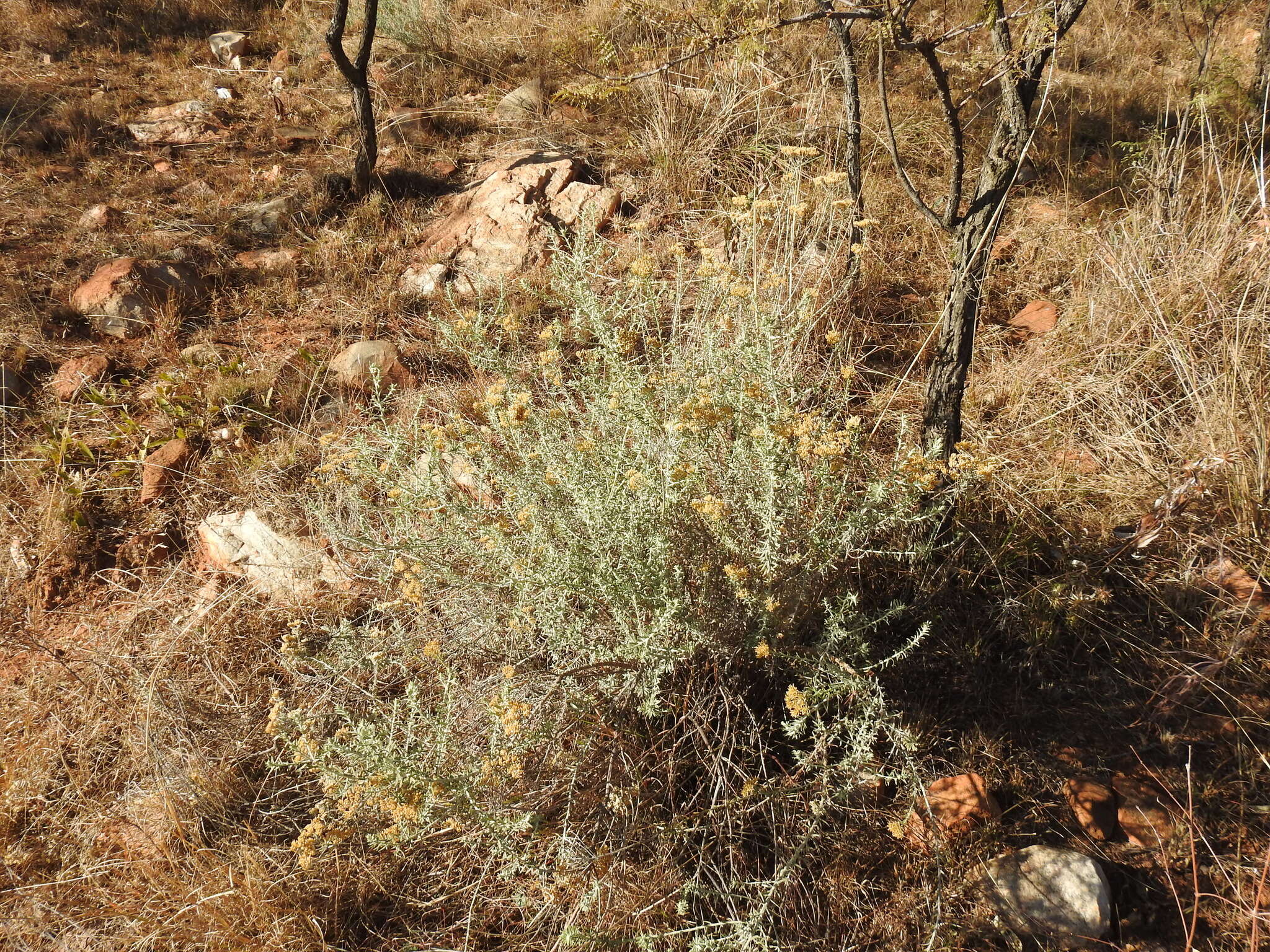 Imagem de Helichrysum kraussii Sch. Bip.