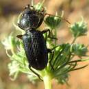 Ditomus tricuspidatus (Fabricius 1792) resmi