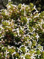 Image of Olearia nummularifolia Hook. fil.