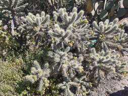 Image of Cylindropuntia imbricata subsp. rosea