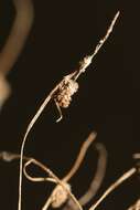 Image of Small-Flower Halfchaff Sedge