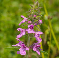 Image of Hedge-nettle