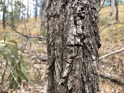 Image of northern gray ironbark