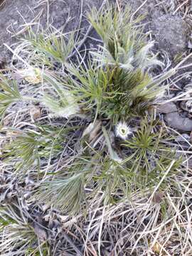 Image of Pulsatilla patens subsp. angustifolia (Turcz.) Grey-Wilson