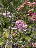 Plancia ëd Ipomopsis guttata (A. Gray) R. Moran