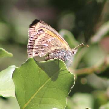 Image of Neomaenas servilia Wallengren 1858