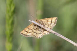 صورة Idaea aureolaria Schiffermüller 1775