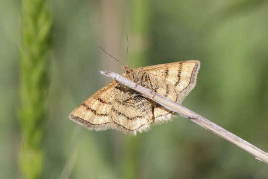 صورة Idaea aureolaria Schiffermüller 1775