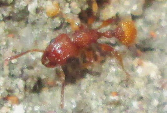 Image of Southern Fierce Ant