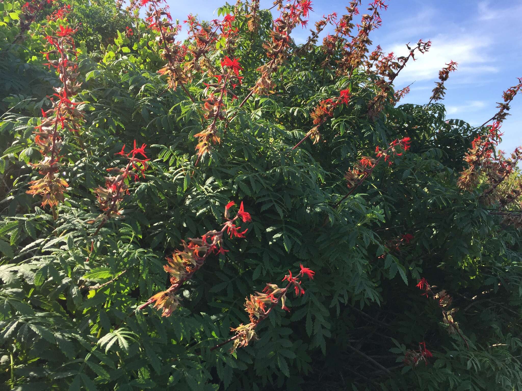 Image de Melianthus elongatus D. O. Wijnands