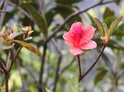 Imagem de Rhododendron simsii Planch.