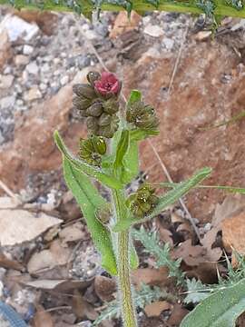 Imagem de Cynoglossum montanum L.