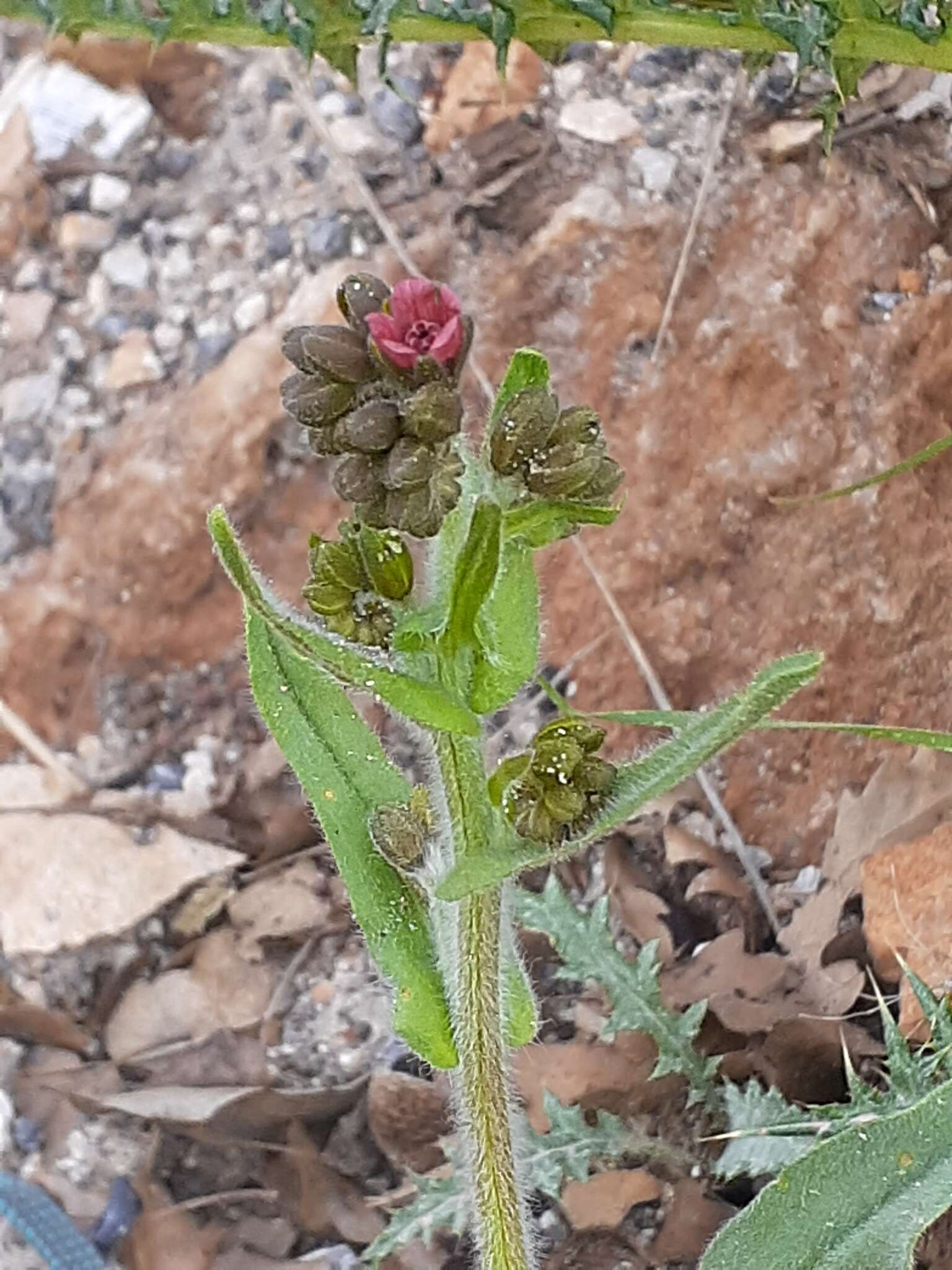 Cynoglossum montanum L. resmi