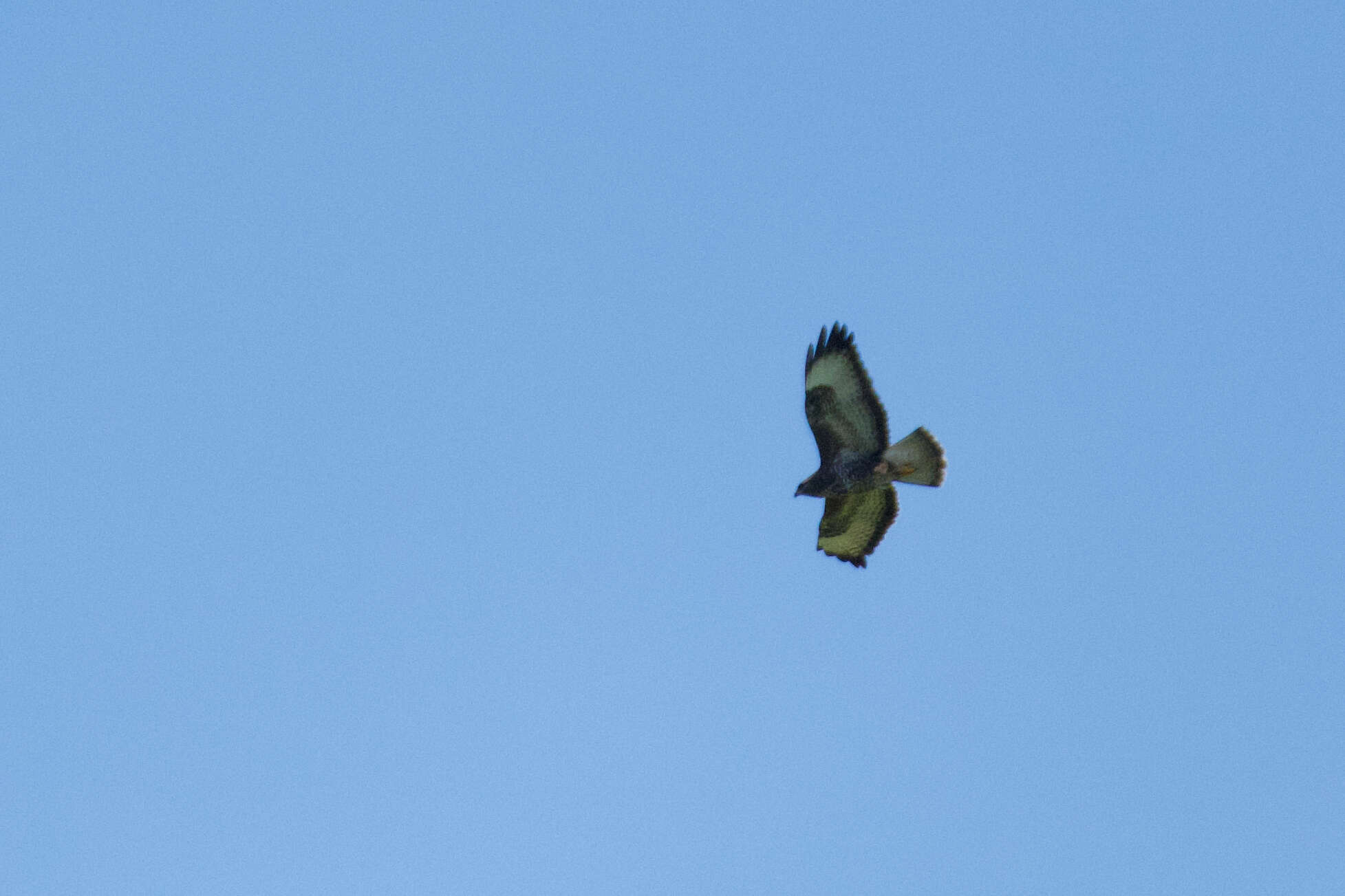 Image of Buteo buteo buteo (Linnaeus 1758)