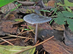 Image of Tephrocybe