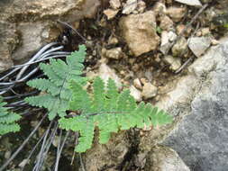 Image of Notholaena candida (Mart. & Gal.) Hook.