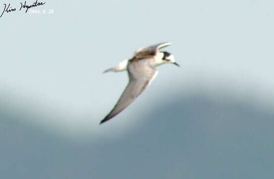 Image of White-winged Black Tern