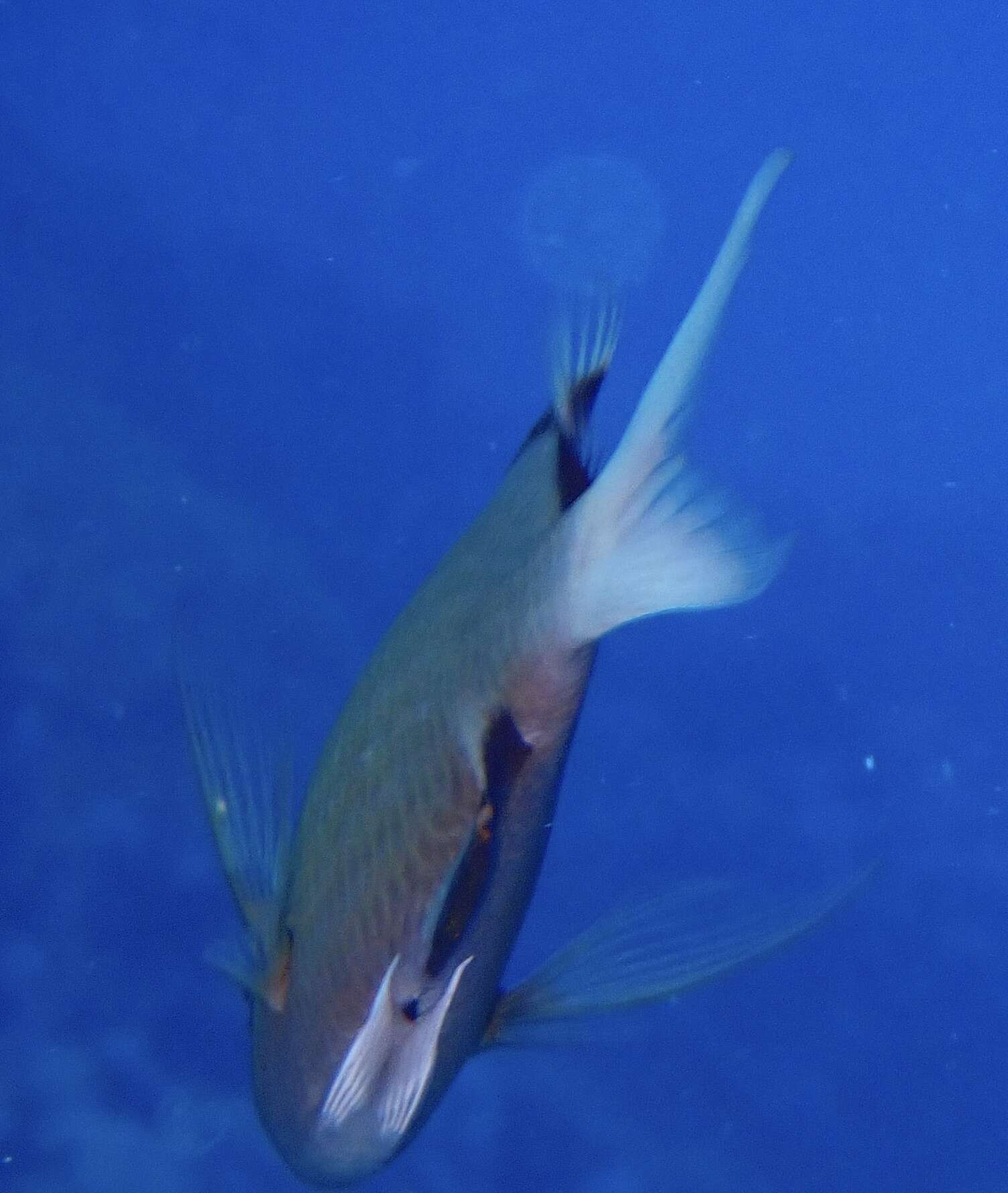 Image of Pemba chromis