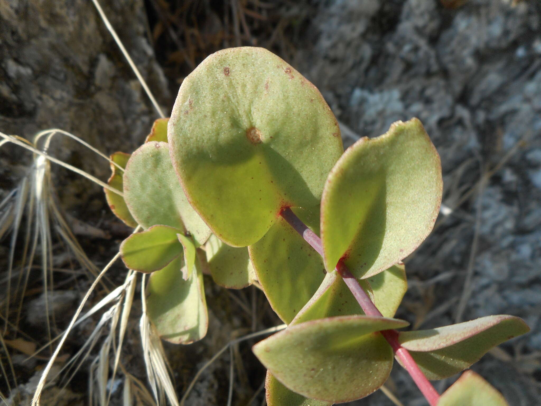 Image of Hylotelephium maximum (L.) J. Holub