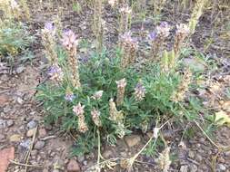 Image of Pacific lupine