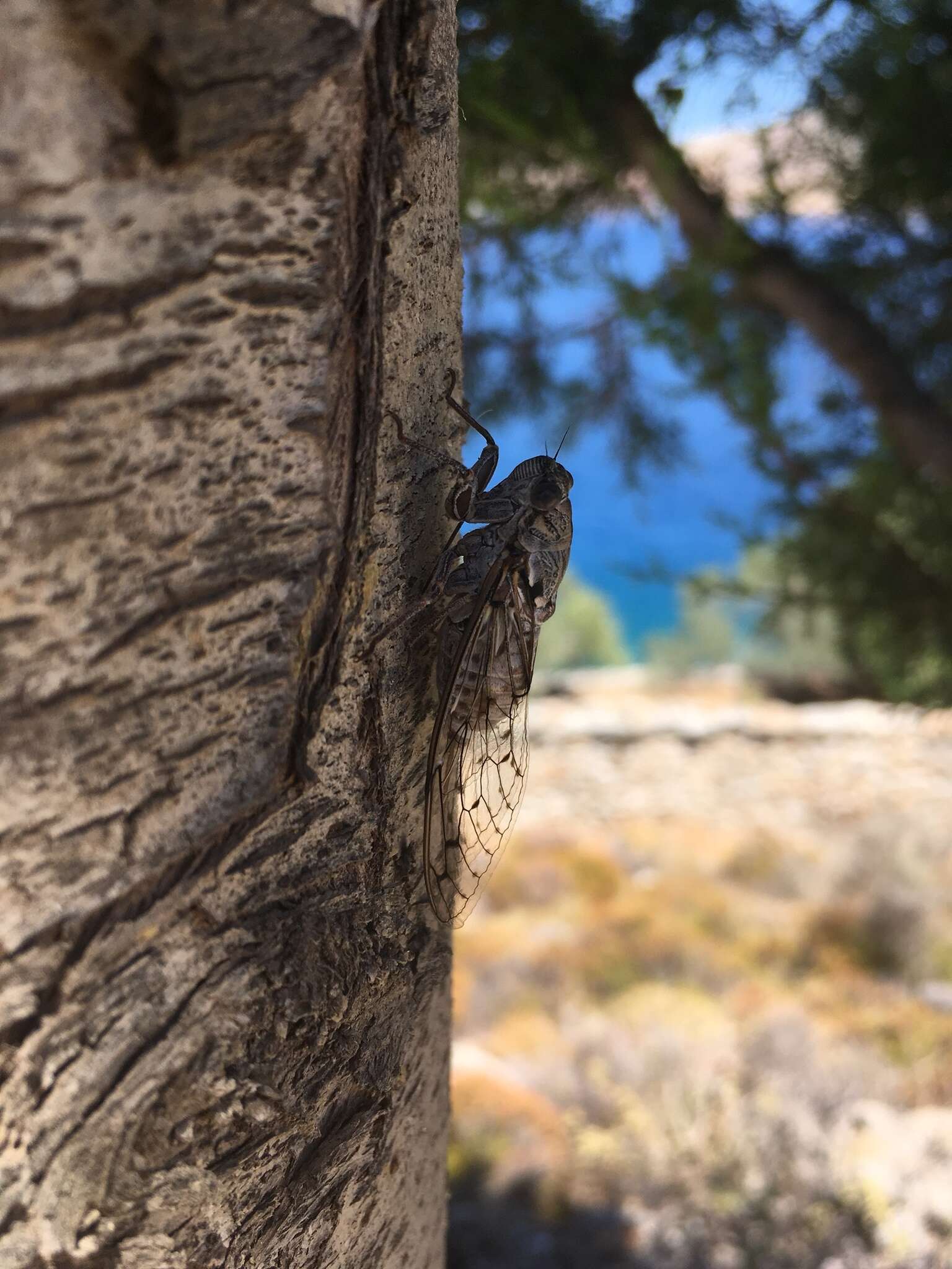 Image of Cicada mordoganensis Boulard 1979