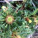 Image of Banksia armata var. ignicida (A. S. George) A. R. Mast & K. R. Thiele