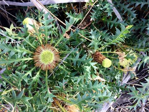 Image of Banksia armata var. ignicida (A. S. George) A. R. Mast & K. R. Thiele