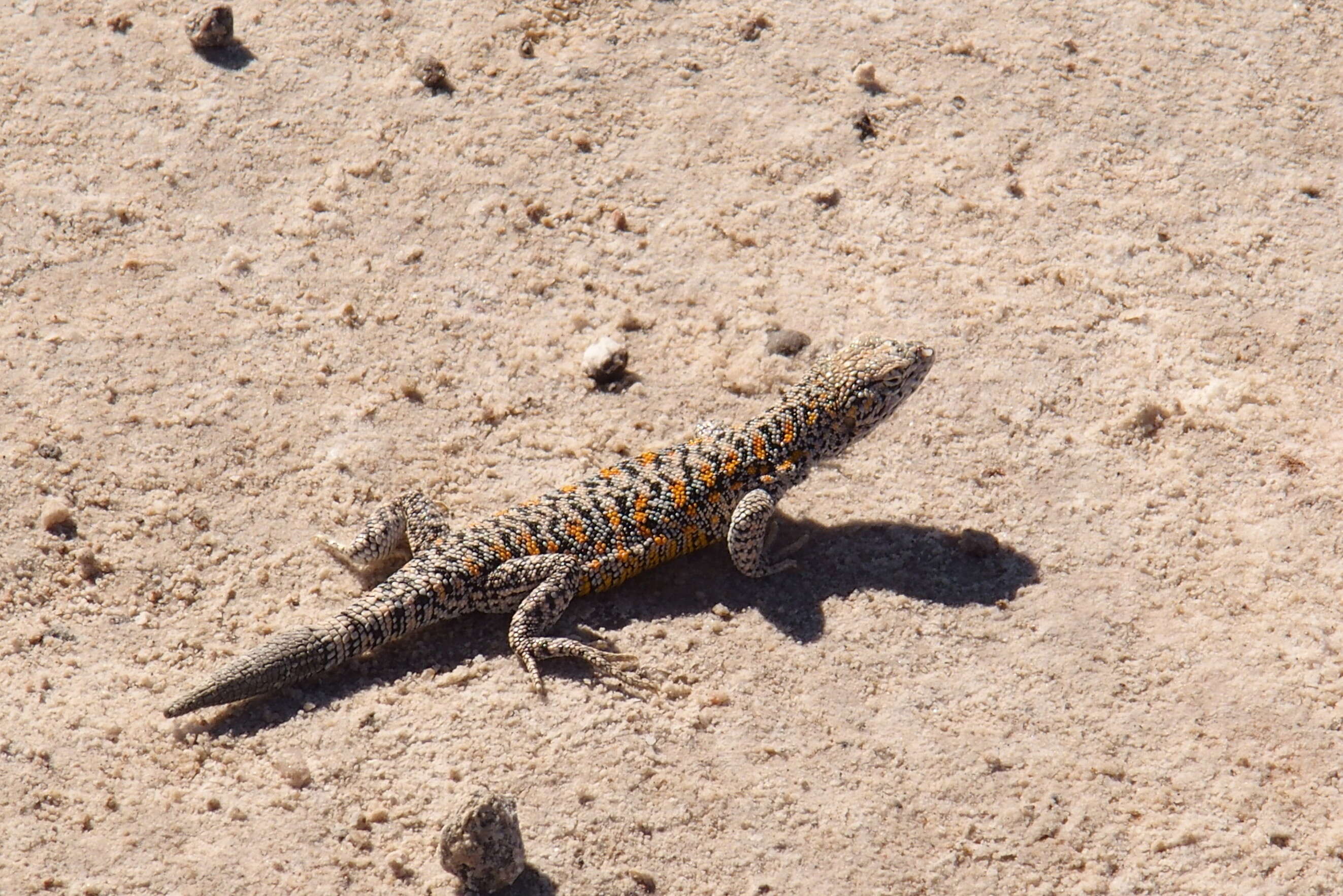 Image of Fabian’s lizard