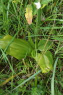 Image of Platanthera hybrida Brügger