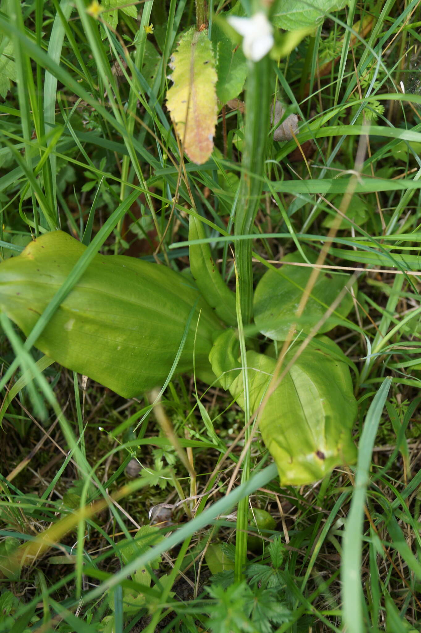 Imagem de Platanthera hybrida Brügger