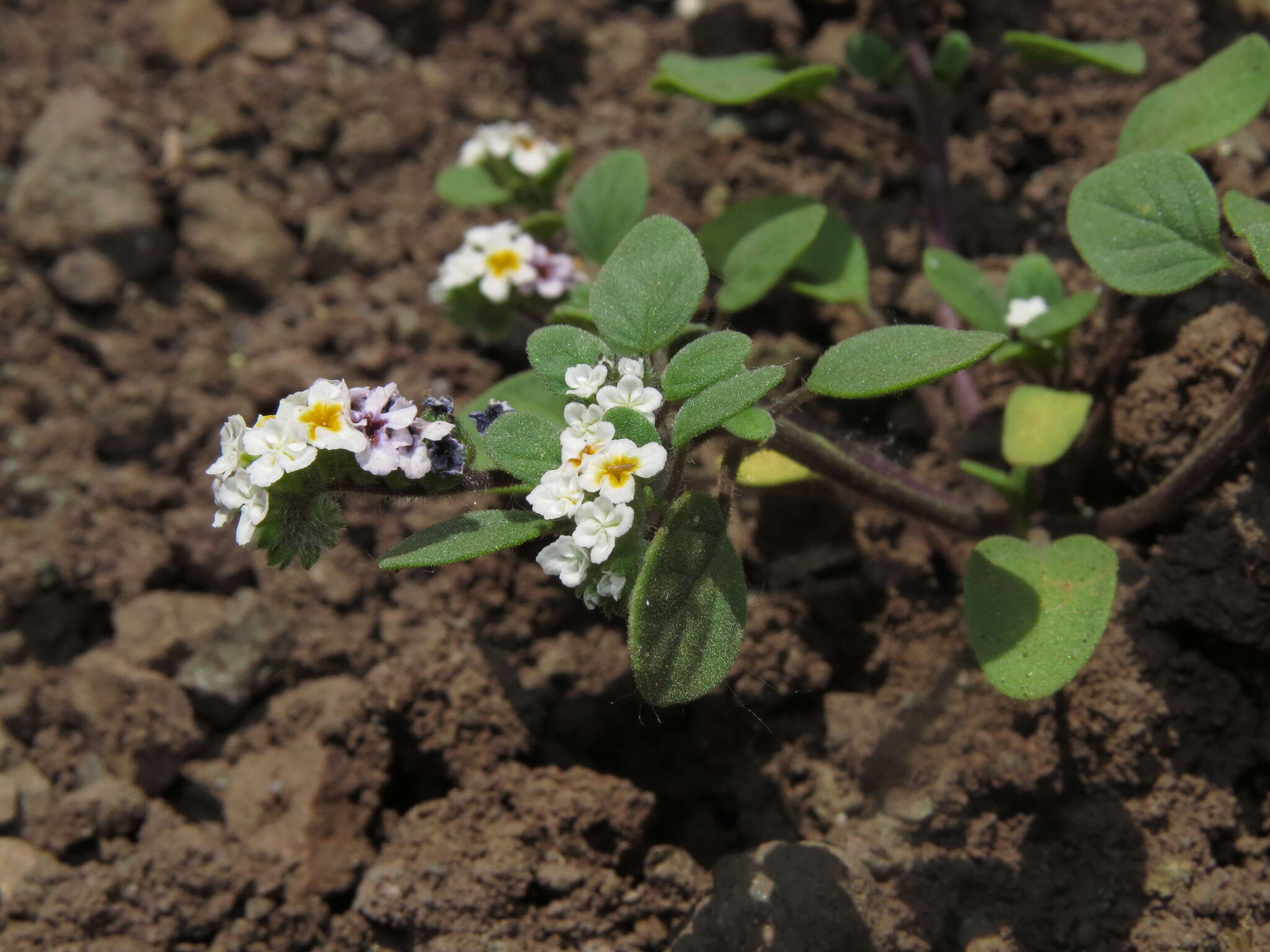 Image of Heliotropium geissei F. Phil. ex Phil.