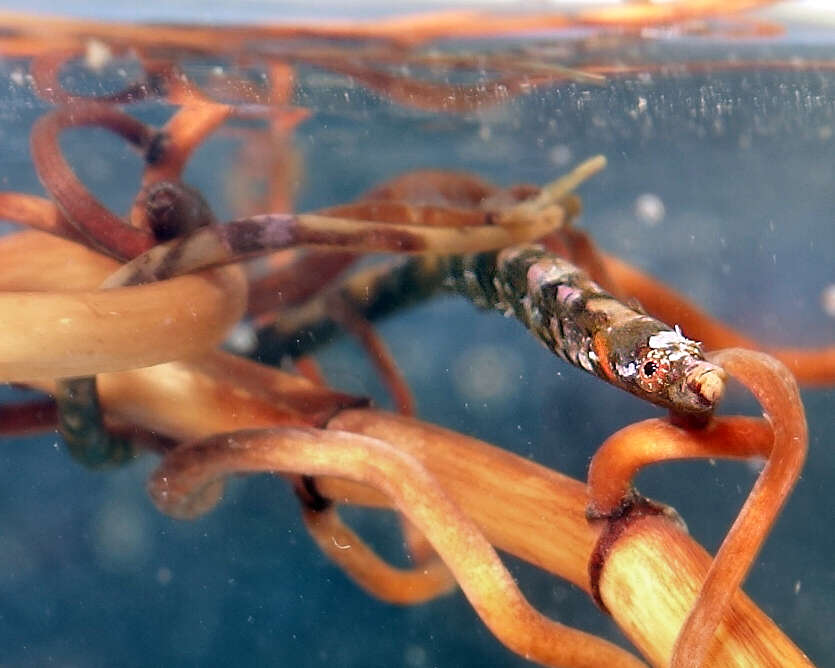 Image of Prophet&#39;s pipefish