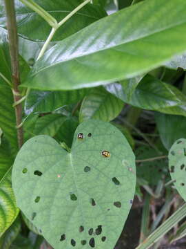 Image of Cassida (Crepidaspis) diomma Boisduval 1835