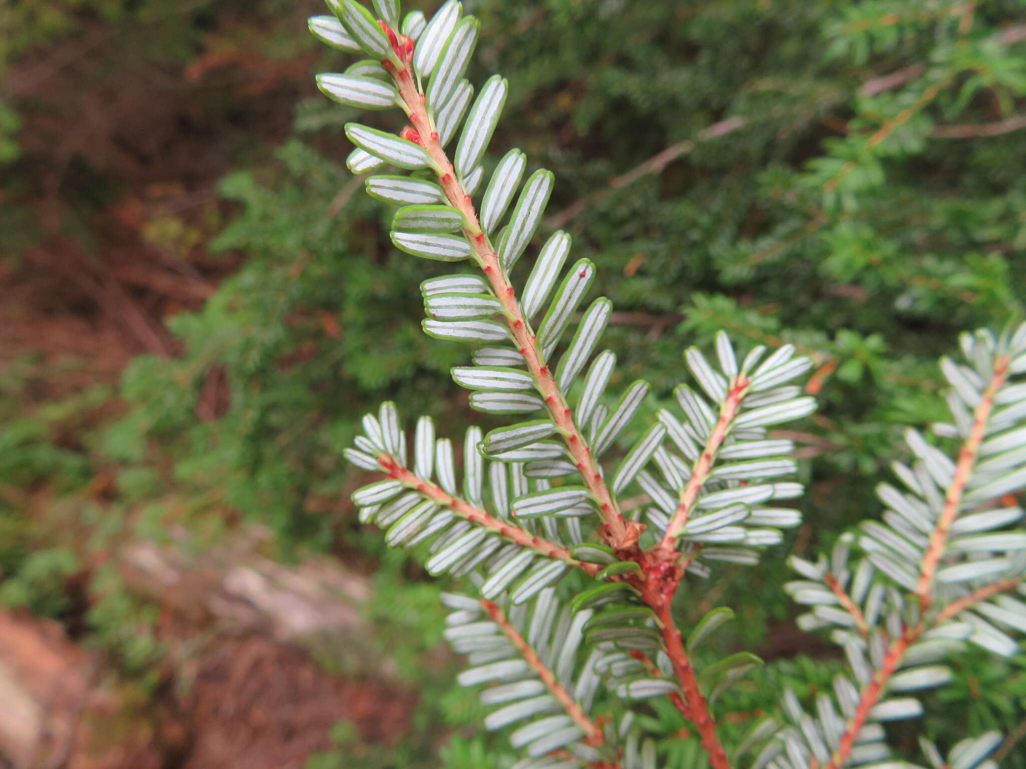 Image of Northern Japanese Hemlock