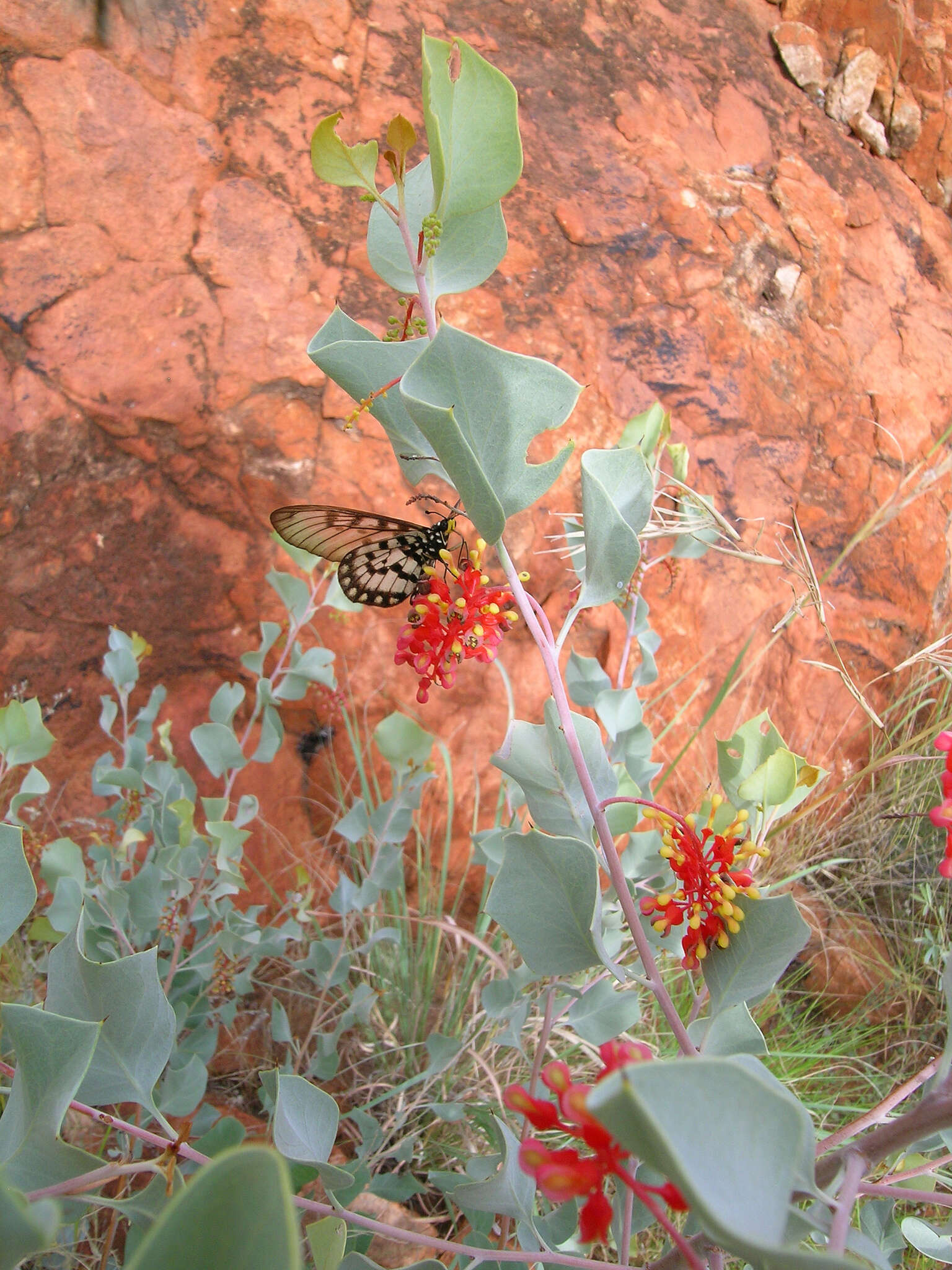 Image of Grevillea wickhamii Meissn.