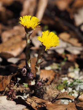 Image of coltsfoot