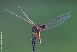 Image of Red Saddlebags