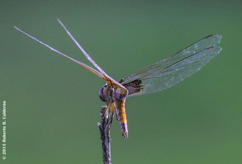 Image of Red Saddlebags