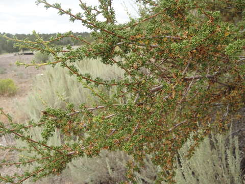 Plancia ëd Purshia glandulosa Curran